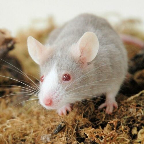 BromaCereal 50 - Anti-rongeurs, rats, souris - Anti-nuisibles