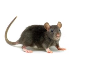 Rat Ide Produit anti-souris et anti-rats : comment choisir son rodenticide ...