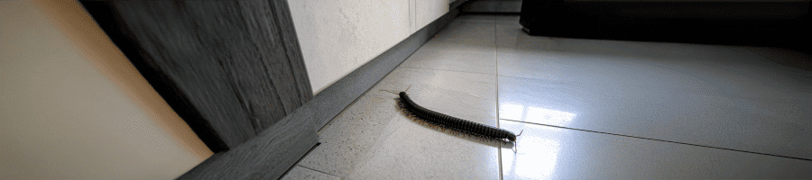 Iule se déplaçant sur un carrelage clair à l'intérieur d'une cuisine, représentant leur possible intrusion dans les habitations.