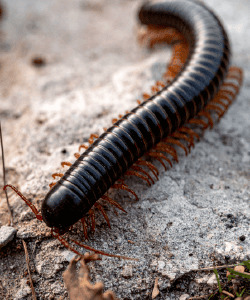 Gros plan d'une iule noire sur une surface minérale, mettant en évidence son corps segmenté et ses nombreuses pattes.