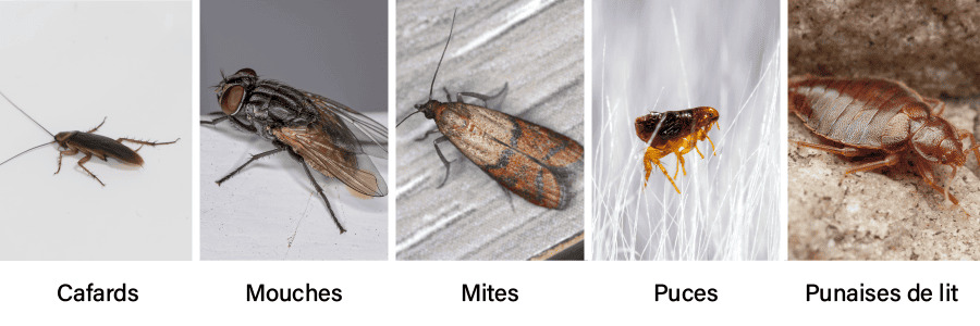 Insectes nuisibles ciblés par la pyréthrine : cafard, mouche, mite, puce, punaise de lit.