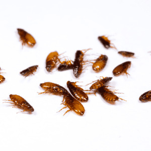 Cafards morts, effet insecticide pyréthrine.