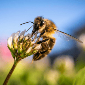 Abeille sur fleur, attention impact pollinisateurs pyréthrine.