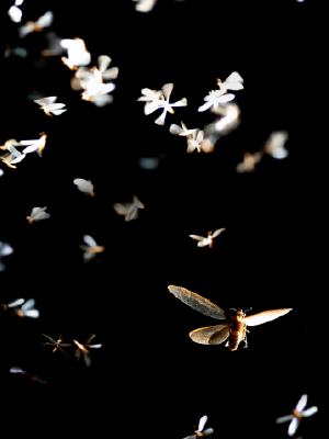 Insectes volants, mites vestimentaires, pyréthrine large spectre.