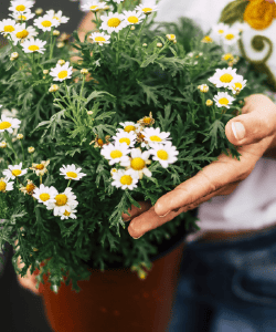 Pyrèthre de Dalmatie, fleur insecticide naturelle.