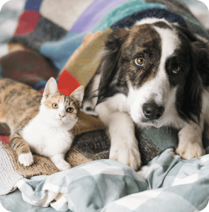 Un chat et un chien paisibles sur une couverture, soulignant l'importance de la sécurité des animaux domestiques lors de l'utilisation de produits anti-nuisibles.