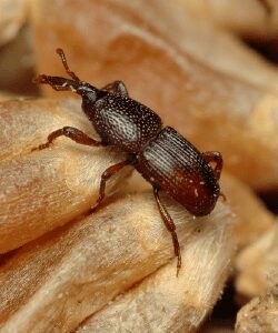 Charançon adulte sur une graine, montrant l'infestation des stocks alimentaires