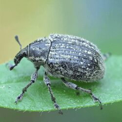 Charançon de la tige et de la graine sur une feuille verte, illustrant son habitat naturel et son impact sur les plantes