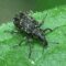 Charante Insect Le Charançon : un insecte nuisible pour les denrées stockées - Lodi-hygiène