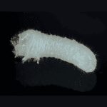 Larve de charançon, stade destructeur de cet insecte nuisible.
