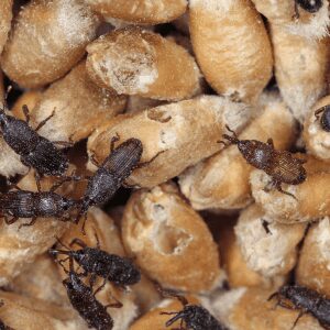 Charançons sur des graines, illustrant les dégâts causés par ces insectes nuisibles aux denrées stockées.