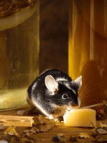 Souris, exemple de nuisible nécessitant une dératisation efficace pour maintenir la salubrité des locaux.