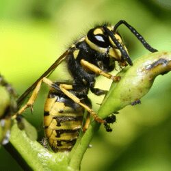 Guêpe sur une feuille, illustrant l'un des insectes nuisibles contre lesquels les professionnels utilisent des produits spécifiques.
