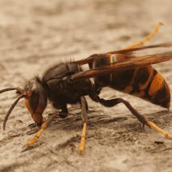 Frelon sur une surface, montrant la nécessité de solutions professionnelles pour la désinsectisation.