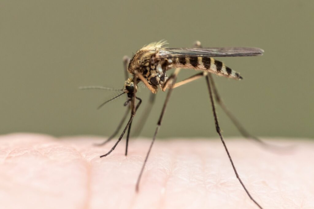 Moustique sur la peau humaine, illustrant l'importance de la protection contre les piqûres de moustiques