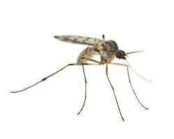 Gros plan d'un moustique, montrant les détails de cet insecte nuisible.