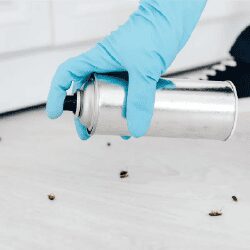 Main gantée utilisant un spray insecticide pour une application sécurisée contre les moustiques.