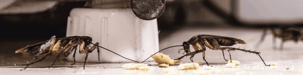 Blattes germaniques se nourrissant de miettes dans une cuisine, un signe d'infestation.