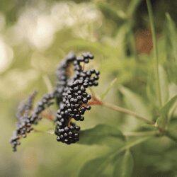 Plan rapproché de baies de sureau, un répulsif naturel efficace contre les taupes.