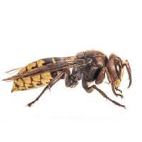 Frelon européen