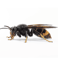 Frelon asiatique