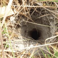 Nids de frelon souterrains provoquant un trou dans le sol